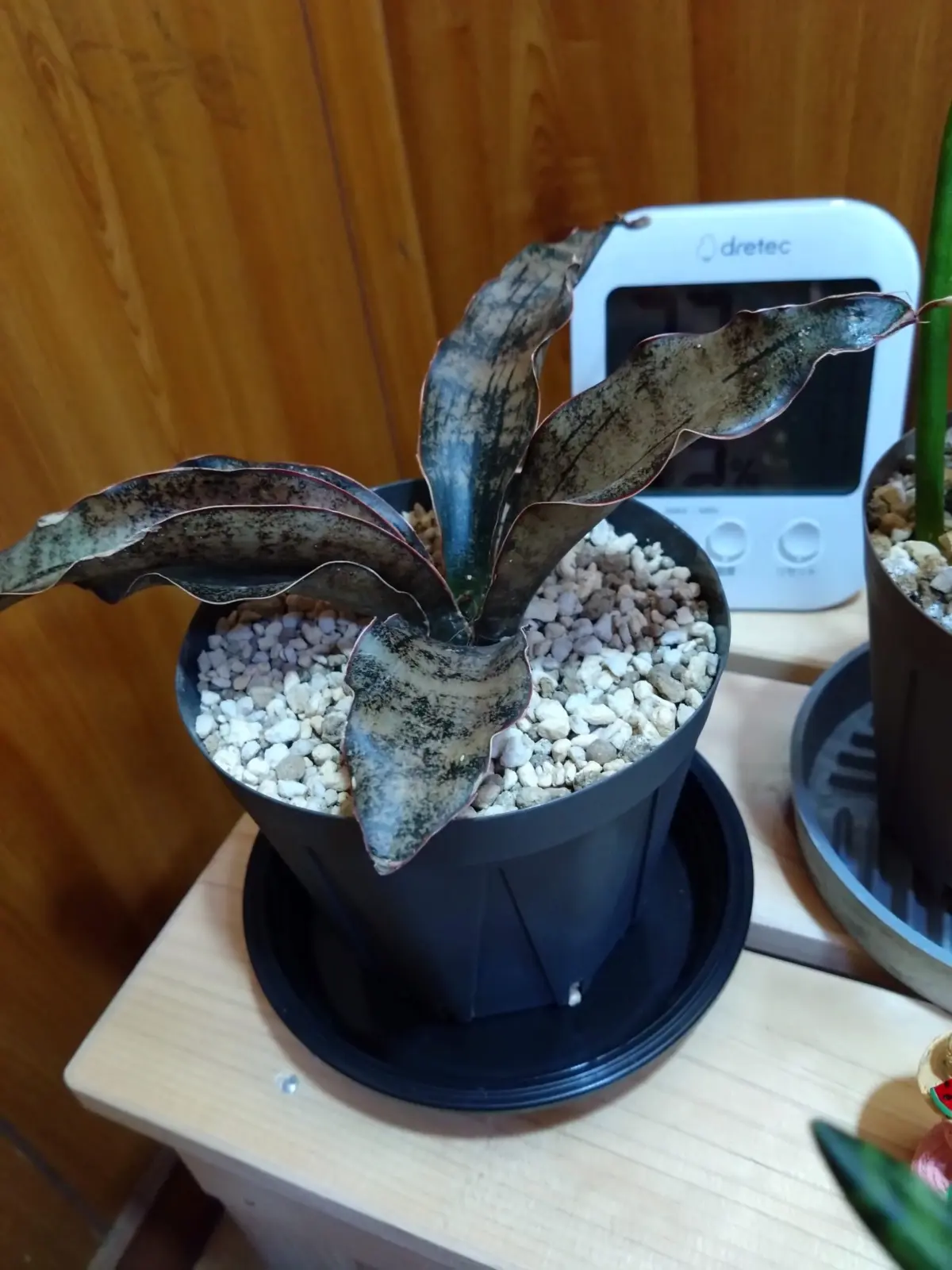 サンセベリア キルキーコパトーン