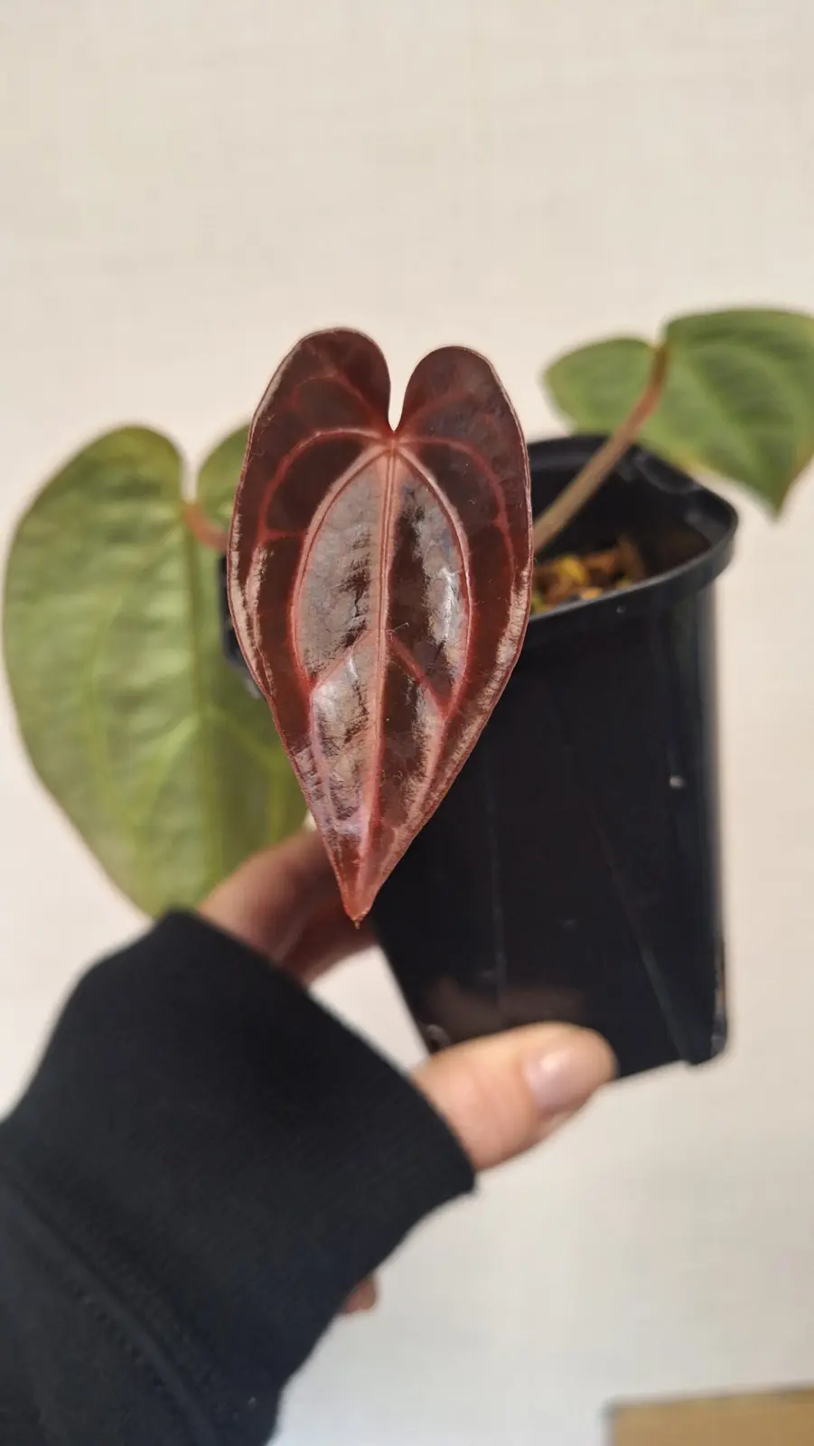 アンスリウム　カーラブラッキー