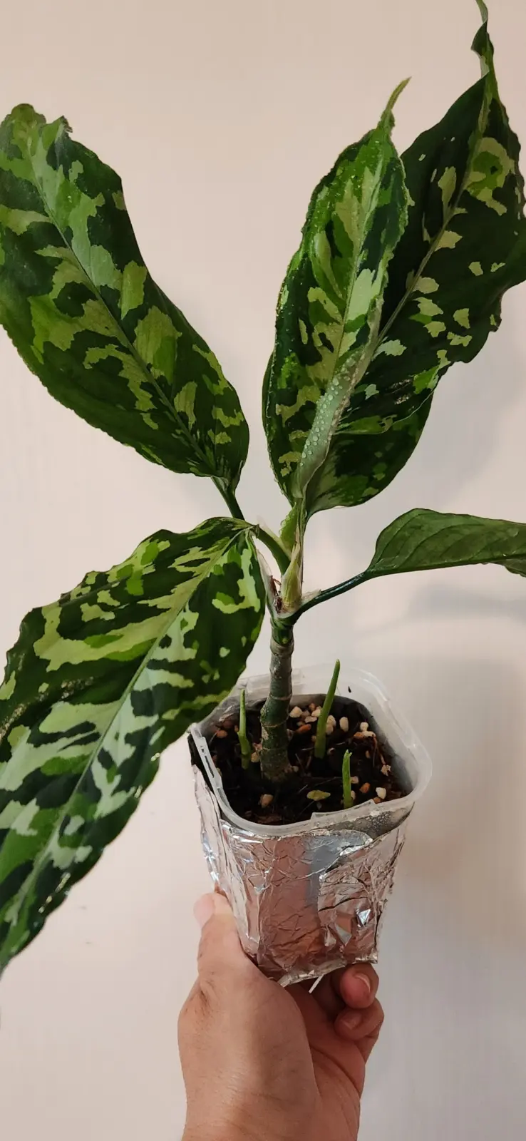 アグラオネマ ピクタムトリカラー