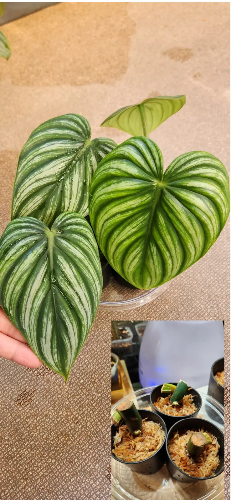 フィロデンドロン　プロウマニーウォーターメロン