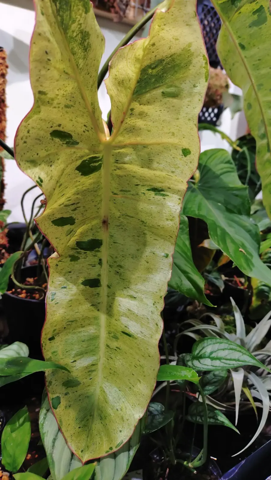 フィロデンドロン　パライソベルデ　斑入り
