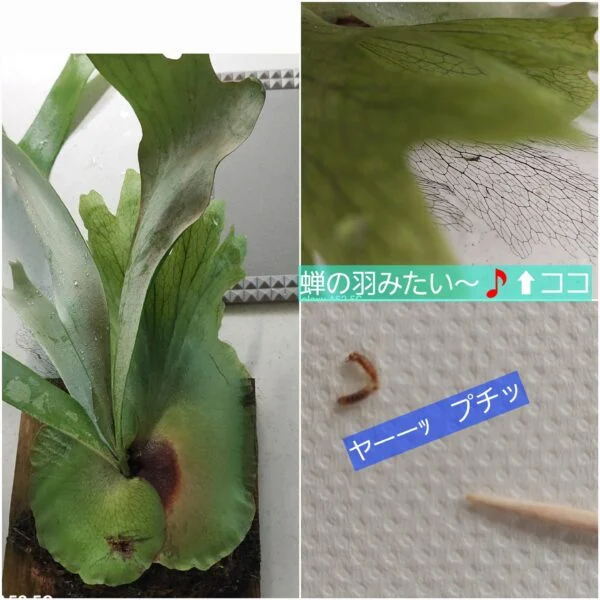ビカクシダ　でっかいガチャ札落ち