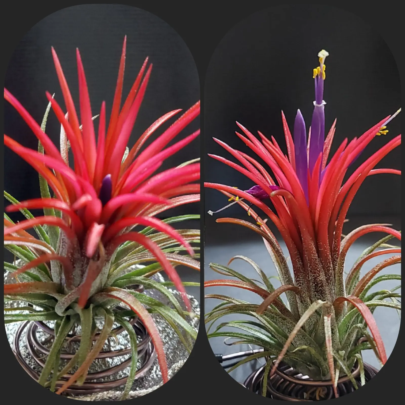 ティランジア　イオナンタ　フエゴ　レッドジャイアント