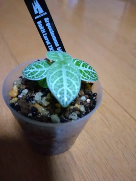アルゴステマ　ビフォリウム