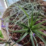 まきこんのアバター