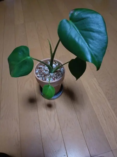 モンステラ デリシオーサ タウエリー 実生