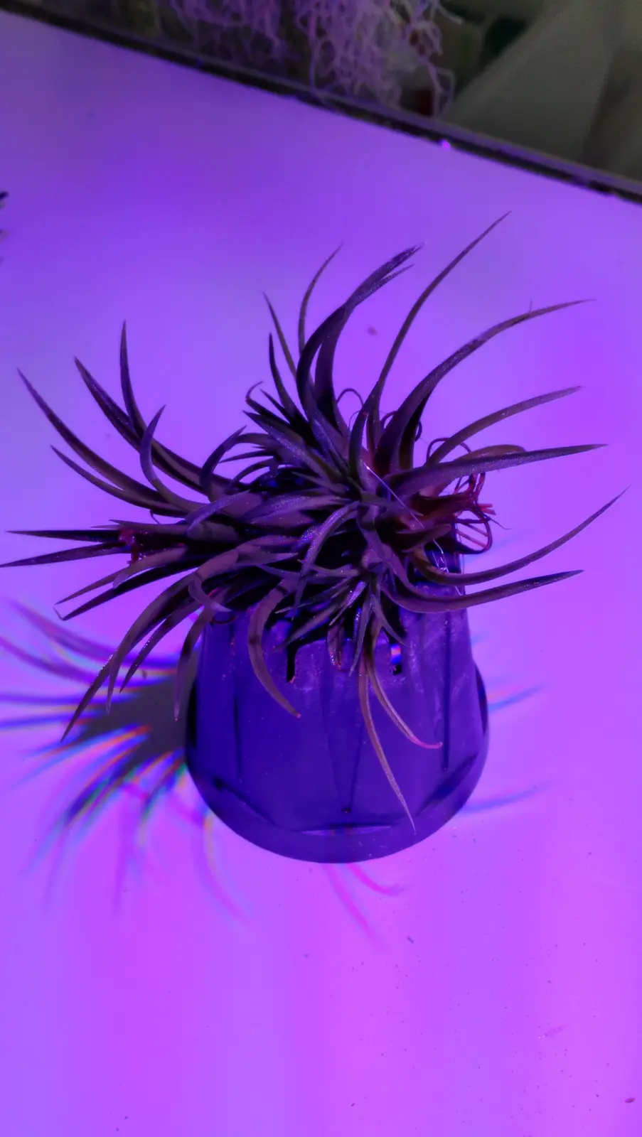 ティランジア　イオナンタ　マルディグラ