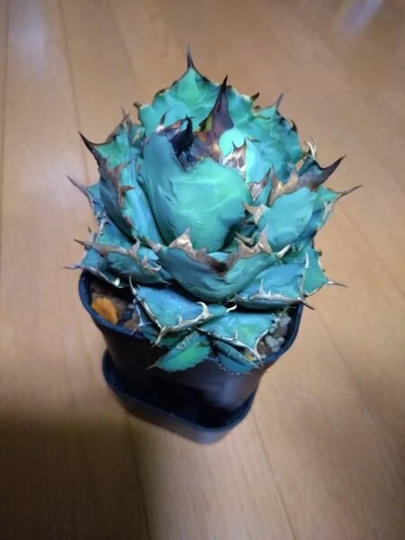 アガベ チタノタ 姫巌竜 ヒメゲンリュウ 多肉植物