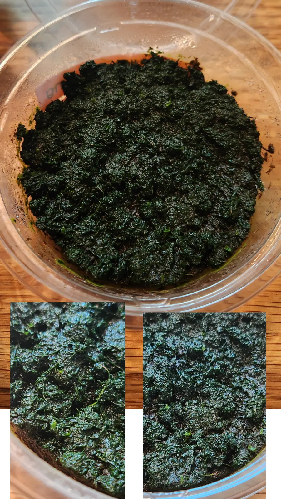 ビカクシダ Ebid(イービッド)胞子培養