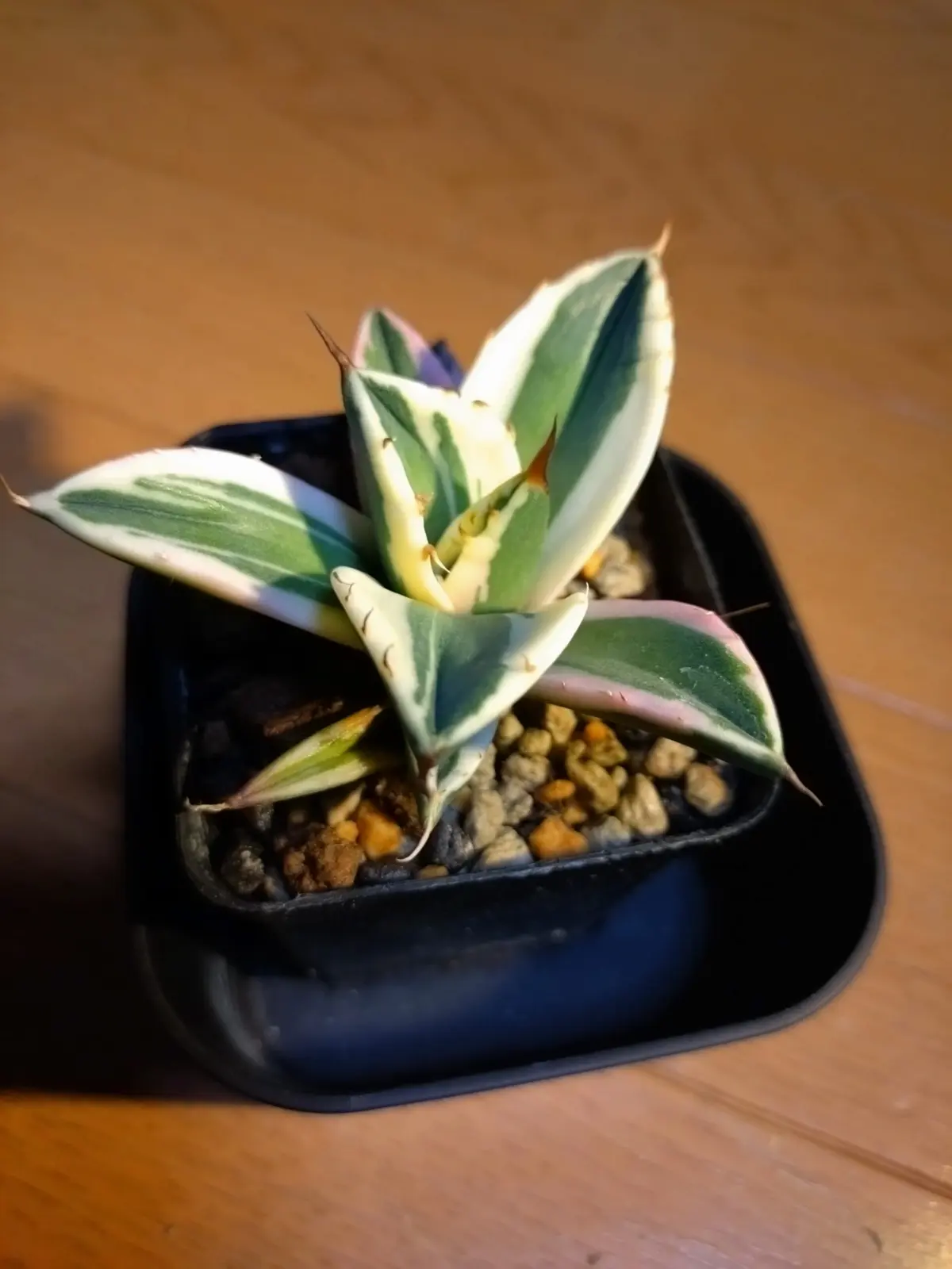アガベ　スナグルトゥース　多肉植物