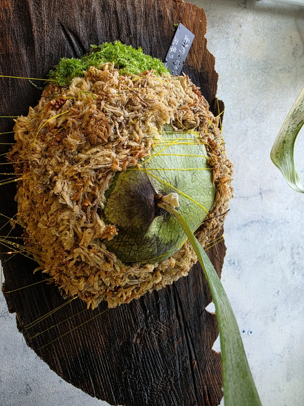 ビカクシダ 札落ち 直売所　～生水苔を添えて～