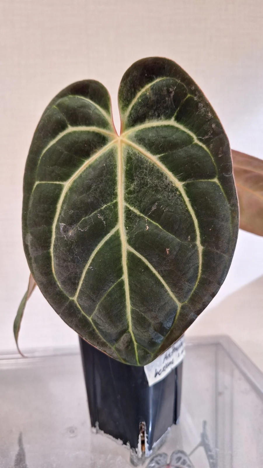 アンスリウム　アフベッセアエ×ドレスレリ