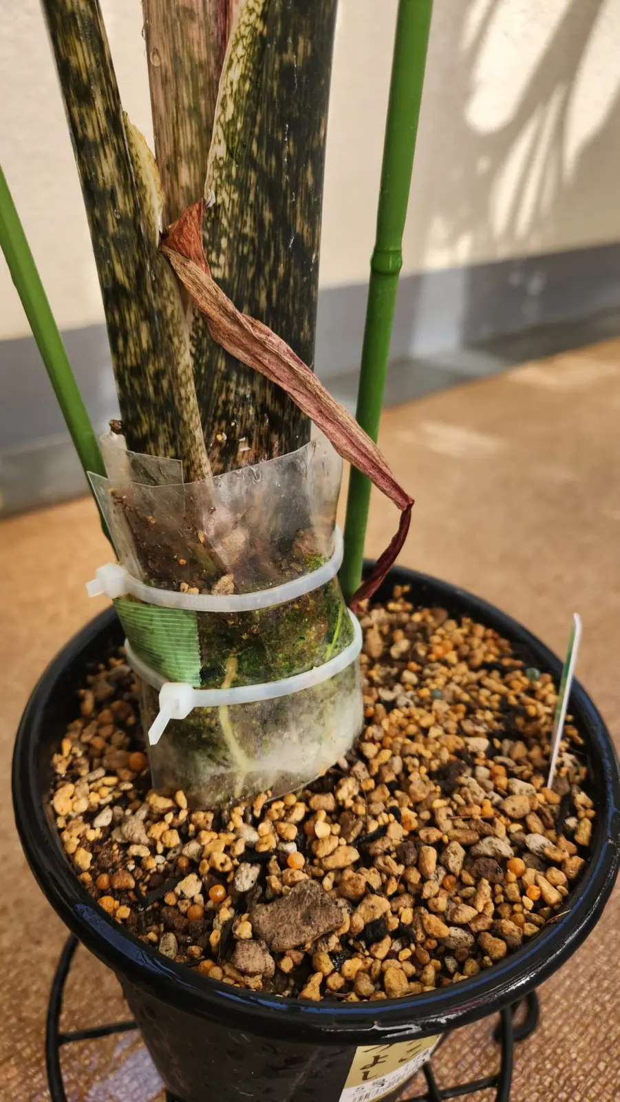 アロカシア　ジャックリン　株元