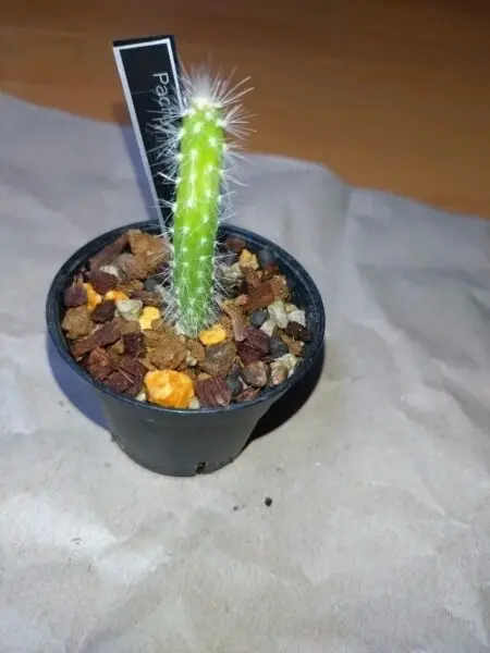 パキケレウス　ホリアヌス　ロホ　実生　多肉植物　サボテン