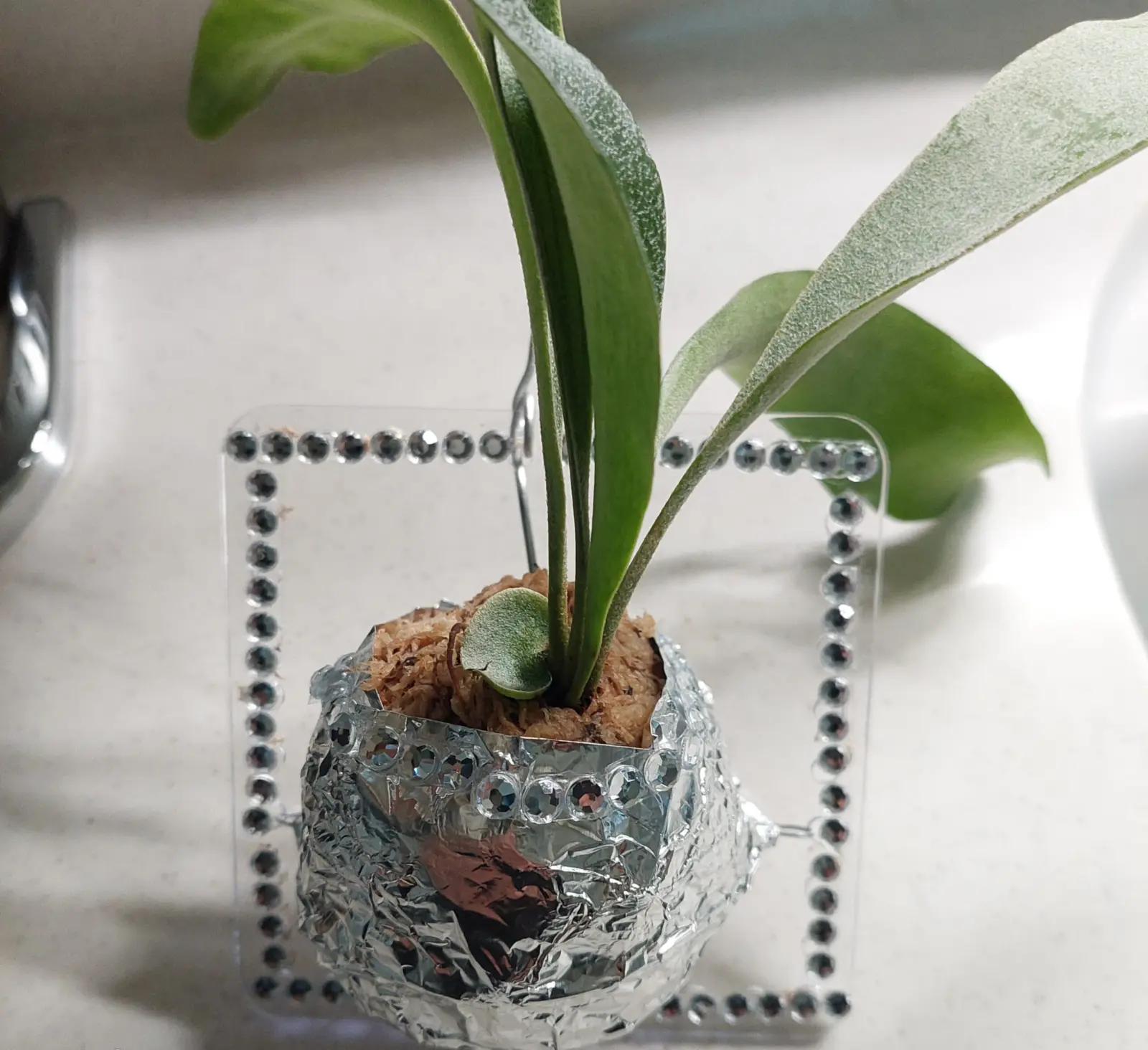 ビカクシダ　ネザーランド