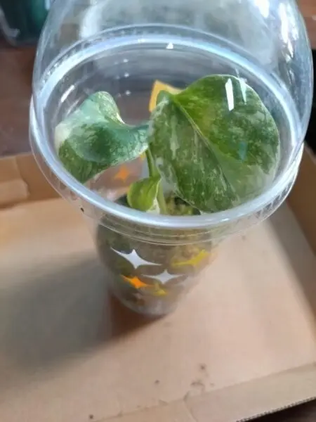 モンステラ　タイコンステレーション　ビトロ苗　養生中