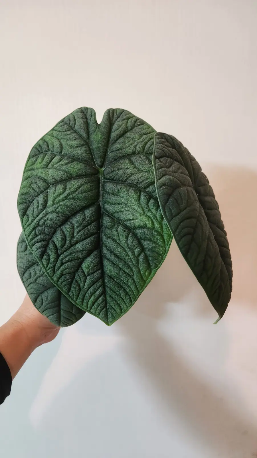 アロカシア　メロ