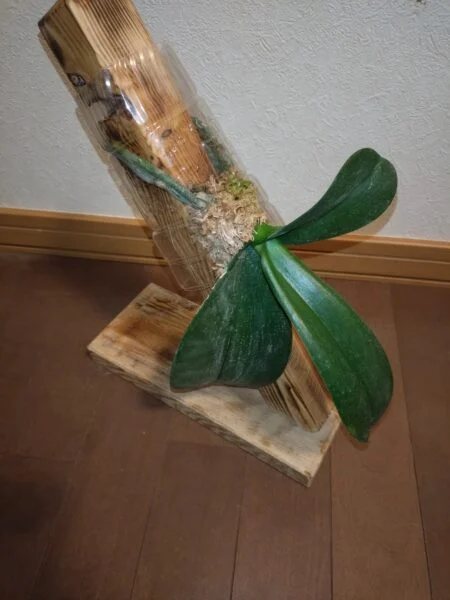 コチョウラン 胡蝶蘭 ダサい