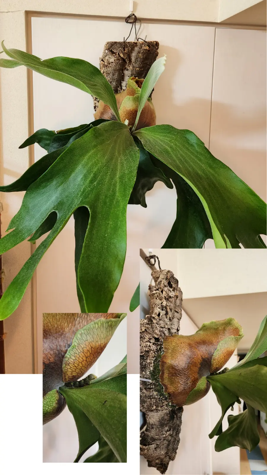 ビカクシダ　ヒリー×オーチャオ(スポア)