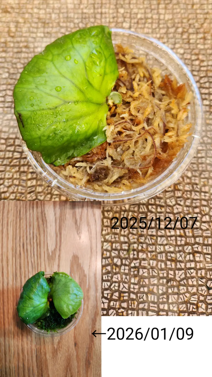 ビカクシダ　コロナリウムコアラ(脇芽)