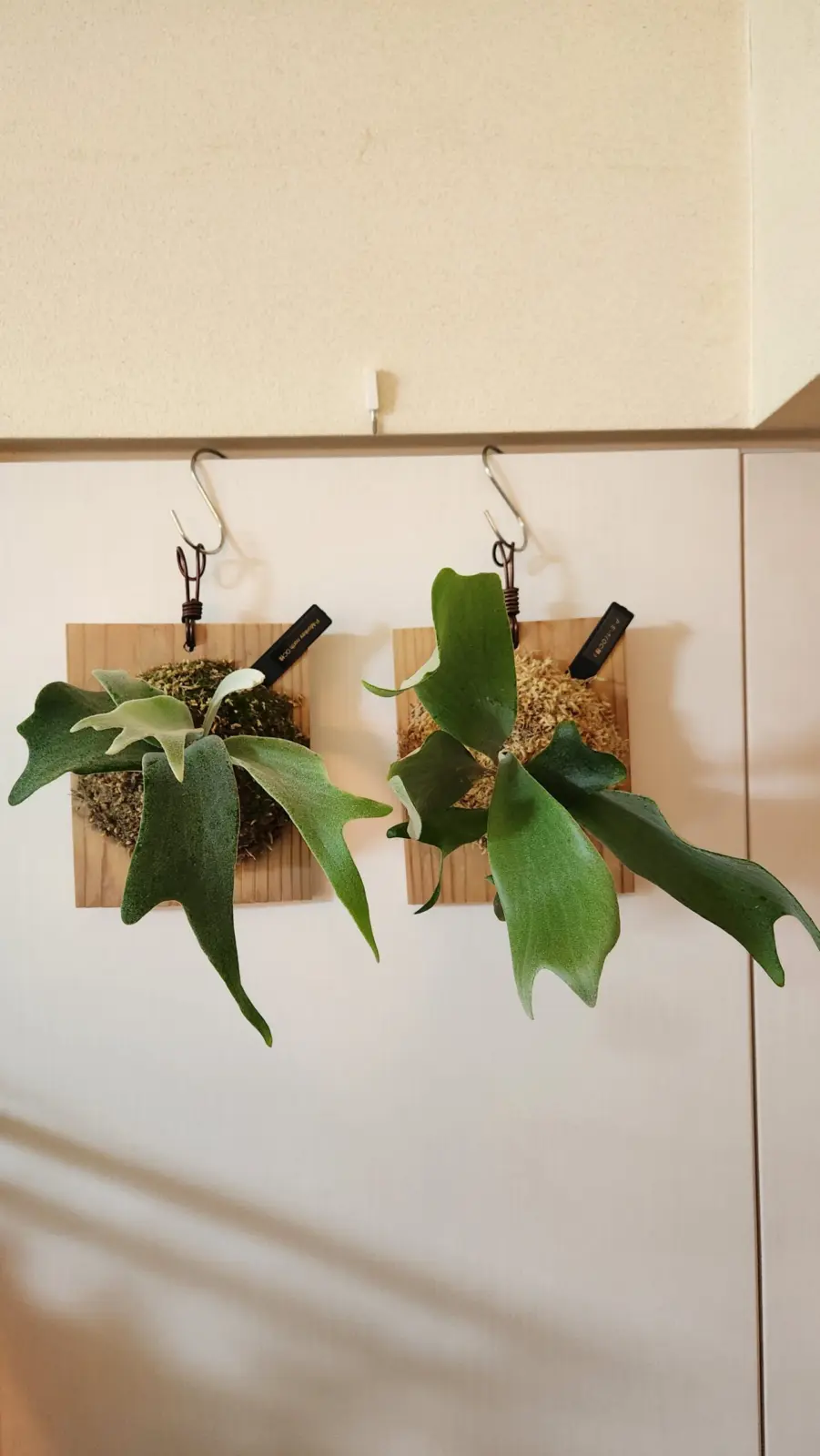 ビカクシダ　モンキーノースとE-1 仔株