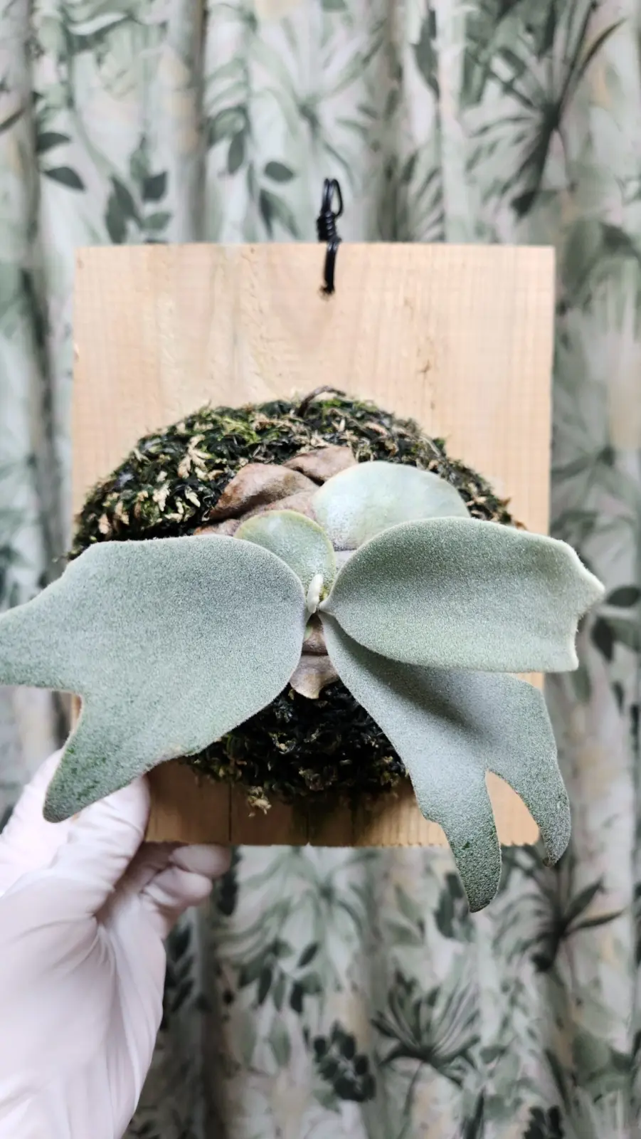 ビカクシダ　コットンクラウド