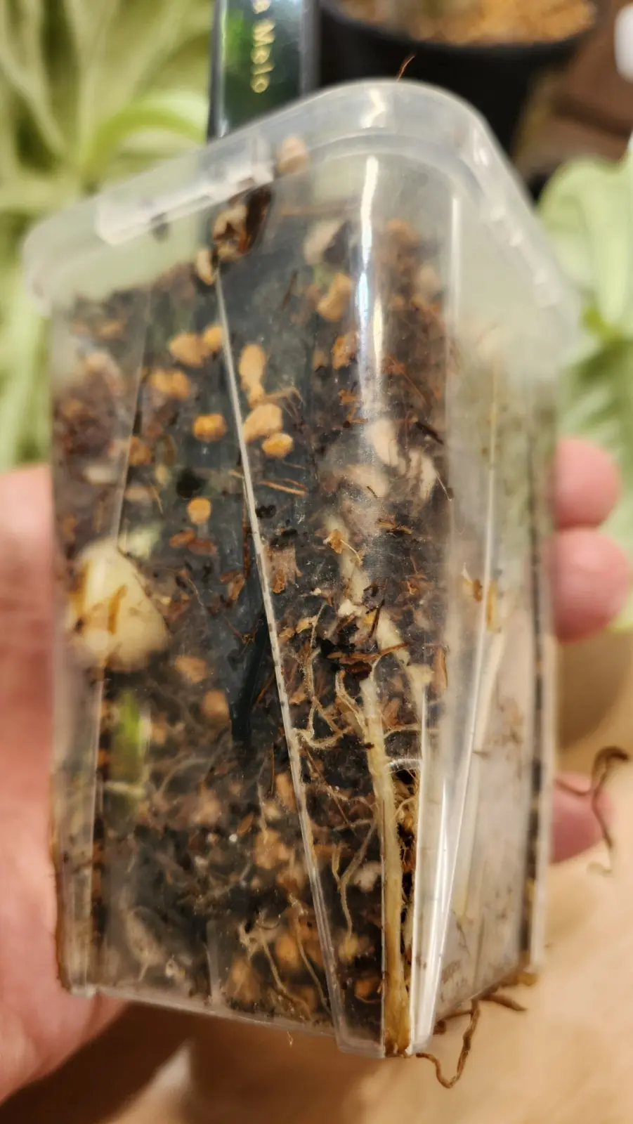 アロカシア　メロ(根っこと芋)