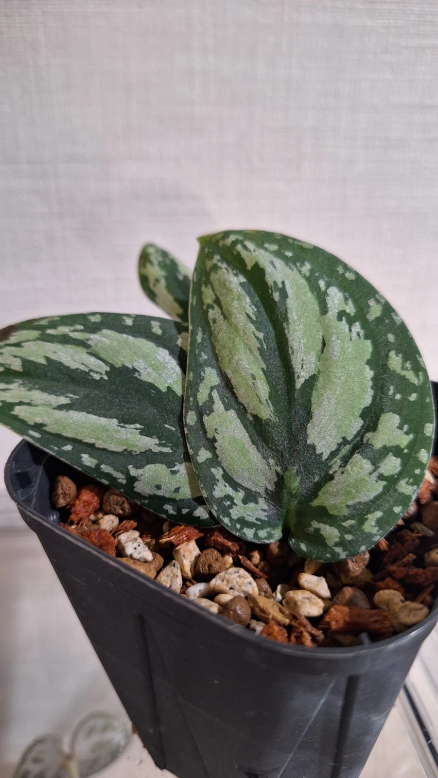 スキンダプサス