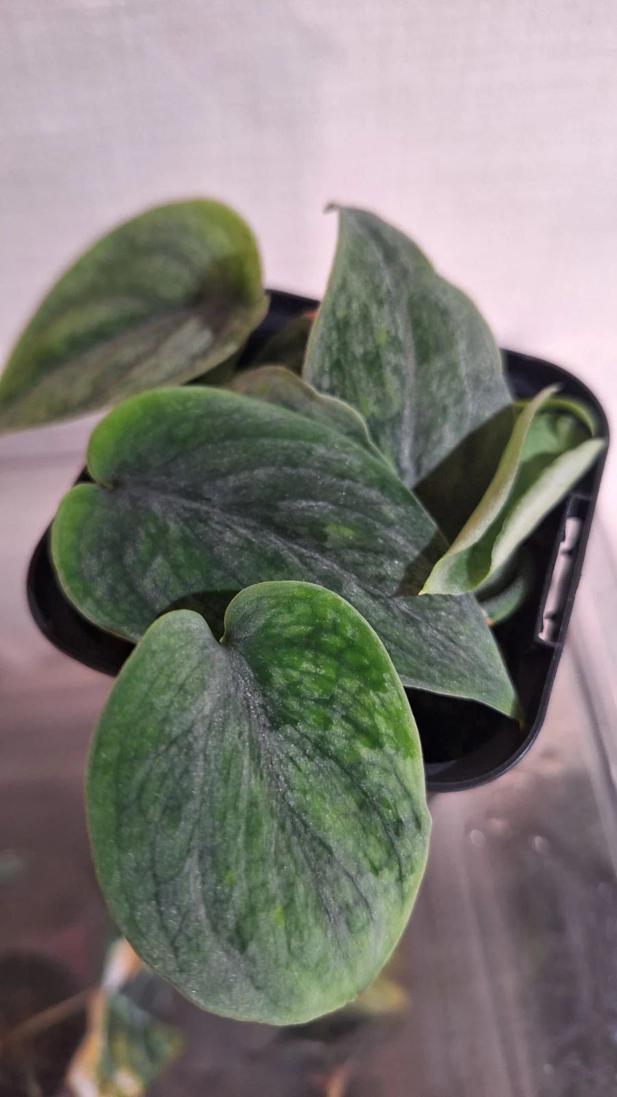 スキンダプサス