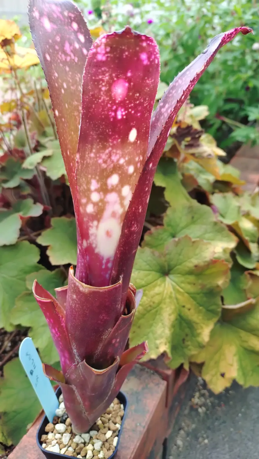 ビルベルギア　ハレルヤ