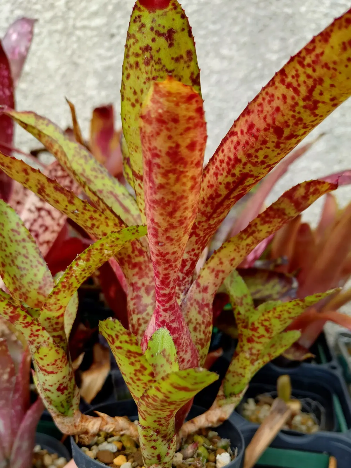 ネオレゲリア　オーストラリアンペッパー