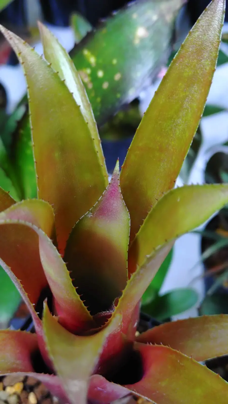 エクメア ブルートゥース