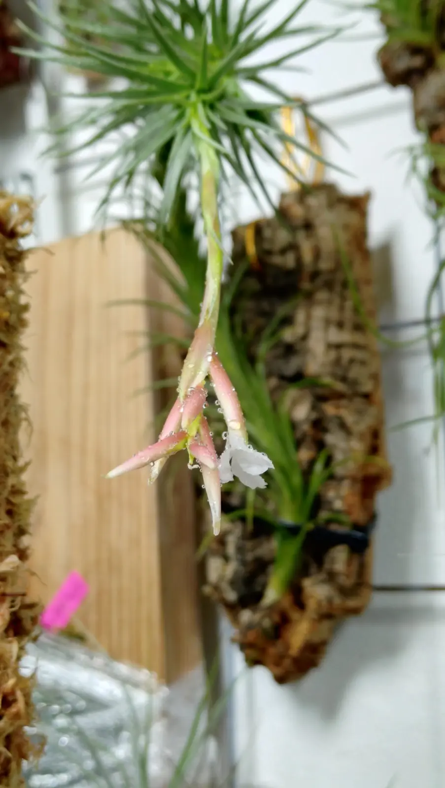 ティランジア　アラウジェイ　開花