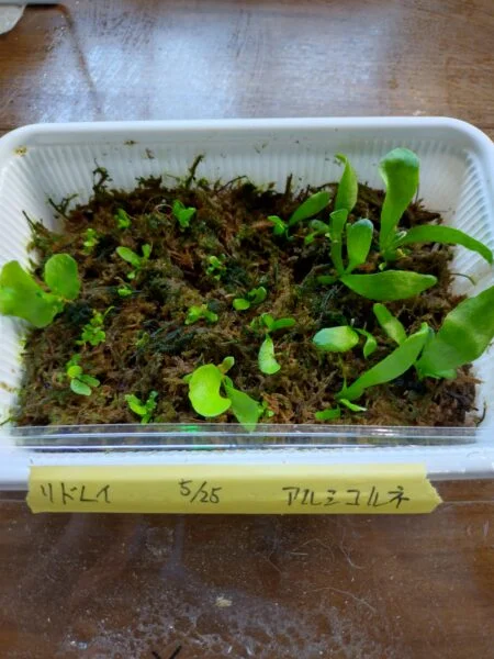 ビカクシダ　リドレイ　アルシコルネ　胞子培養　水苔比較④
