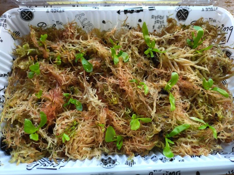 ビカクシダ　リドレイ　アルシコルネ　胞子培養　水苔比較③