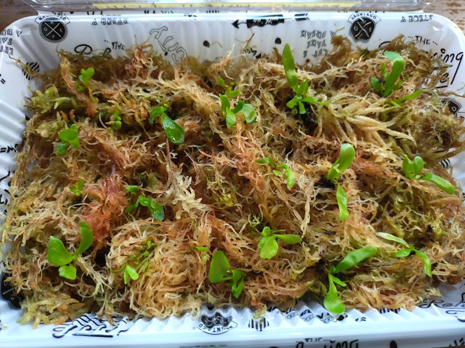 ビカクシダ　リドレイ　アルシコルネ　胞子培養　水苔比較③
