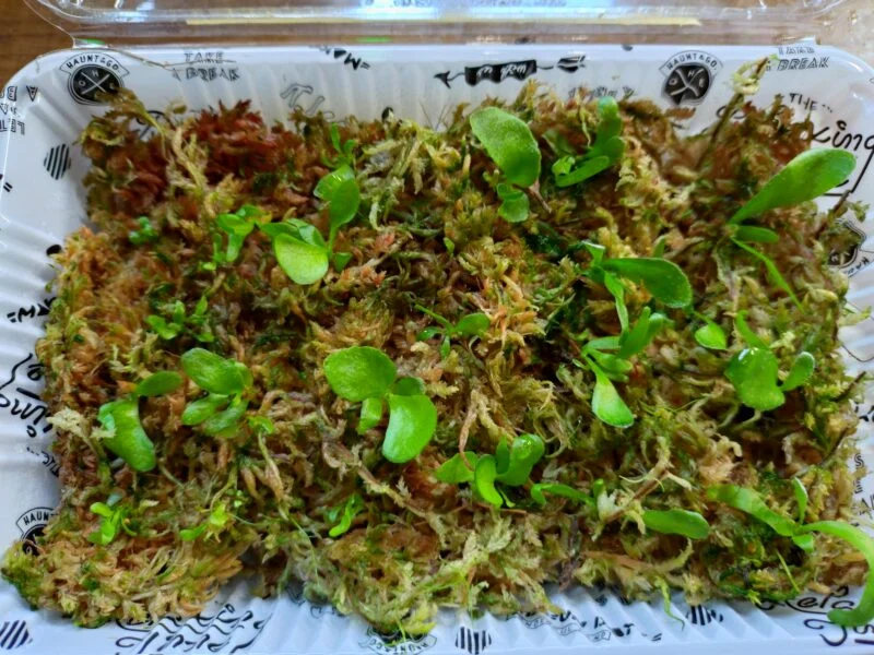 ビカクシダ　リドレイ　アルシコルネ　胞子培養　水苔比較②