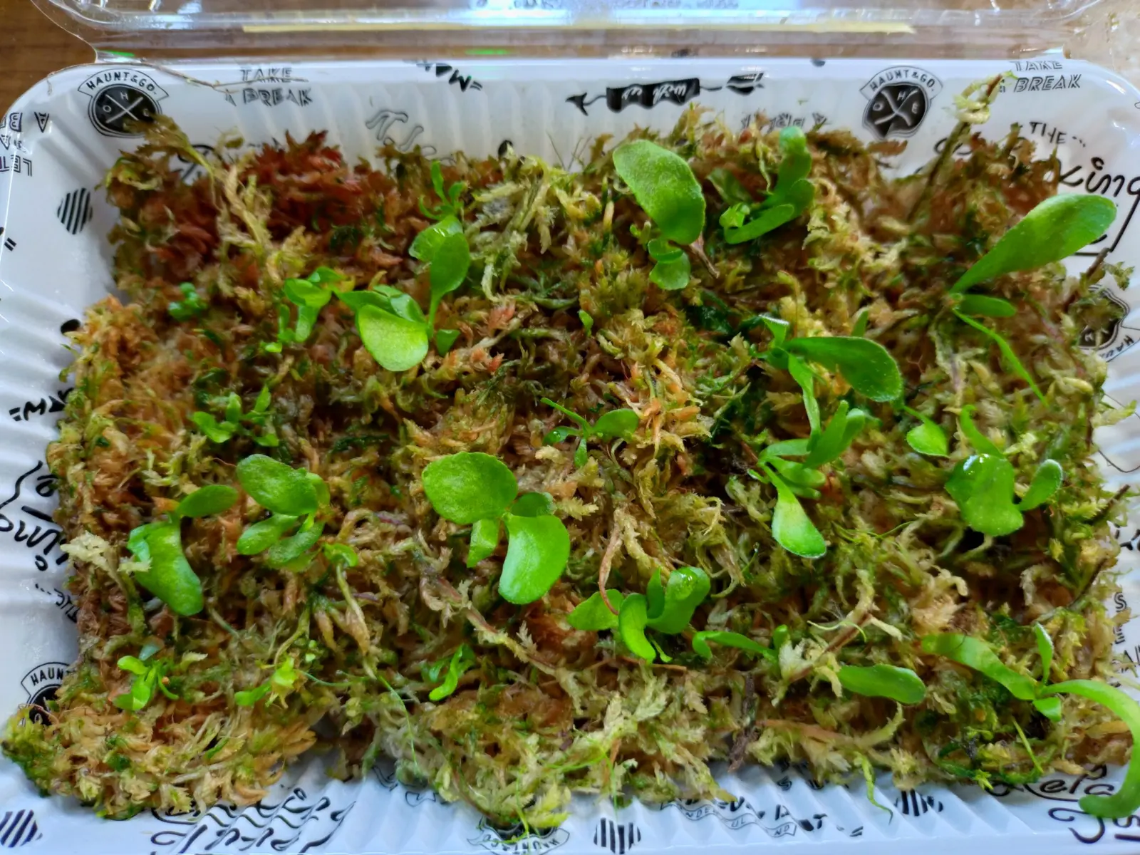 ビカクシダ　リドレイ　アルシコルネ　胞子培養　水苔比較②