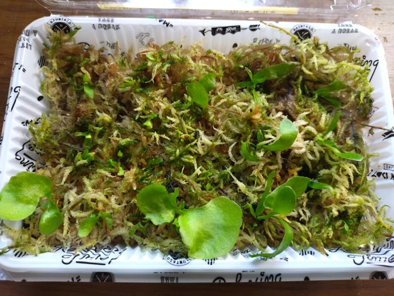 ビカクシダ　リドレイ　アルシコルネ　胞子培養　水苔比較①