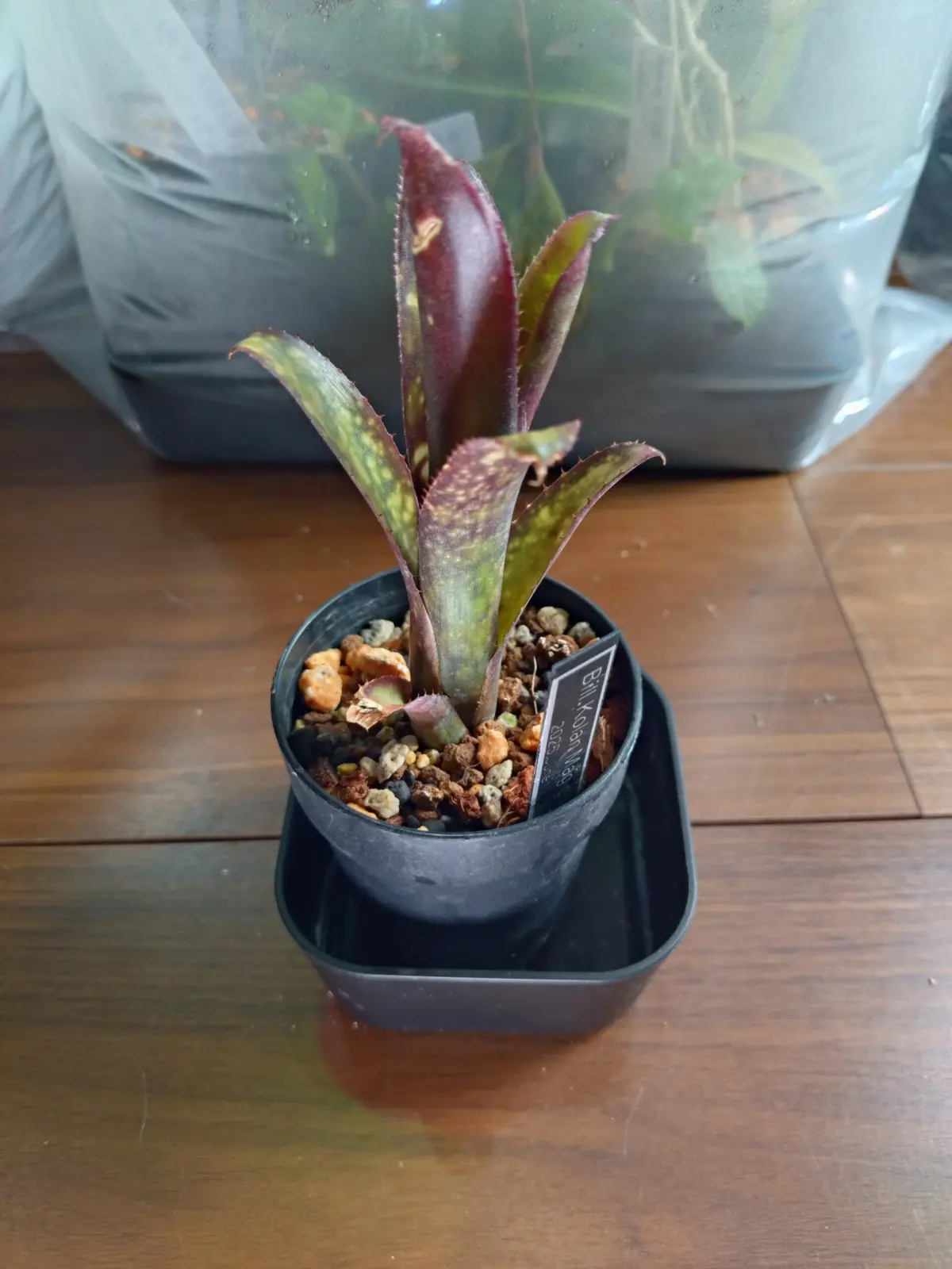 ビルベルギア　コーランマジック