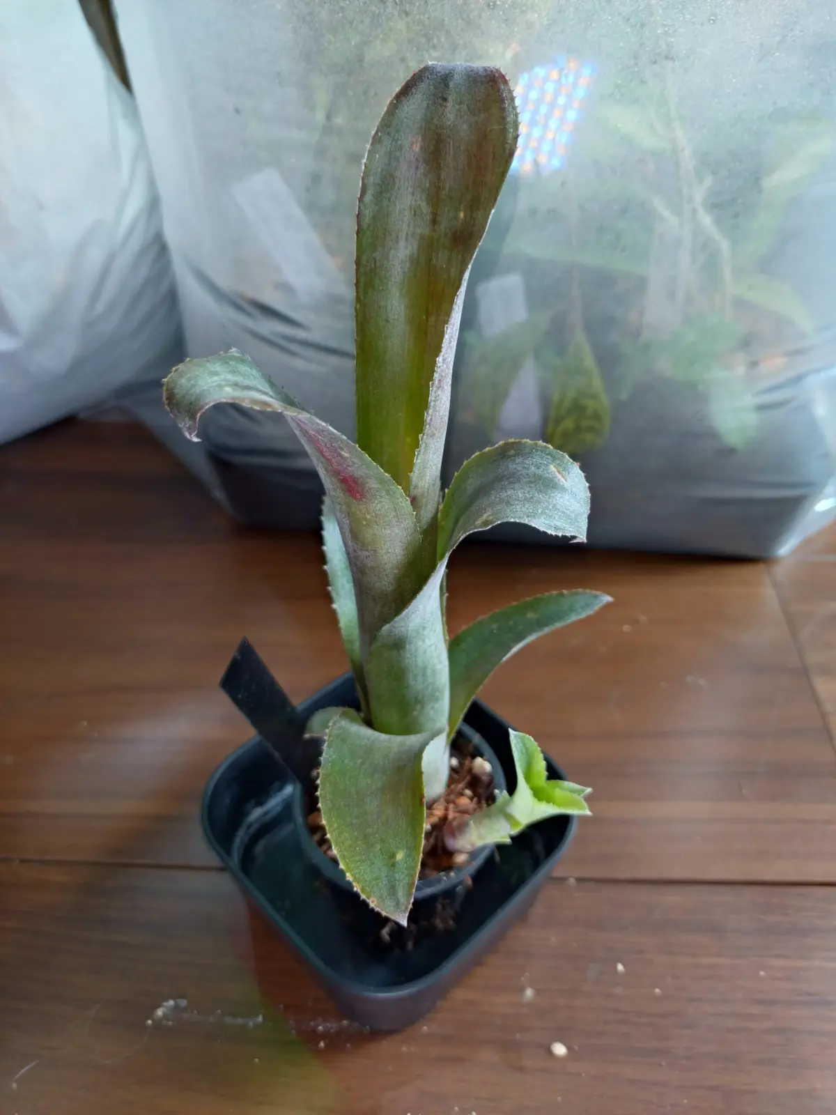 ビルベルギア　テキーラサンセット