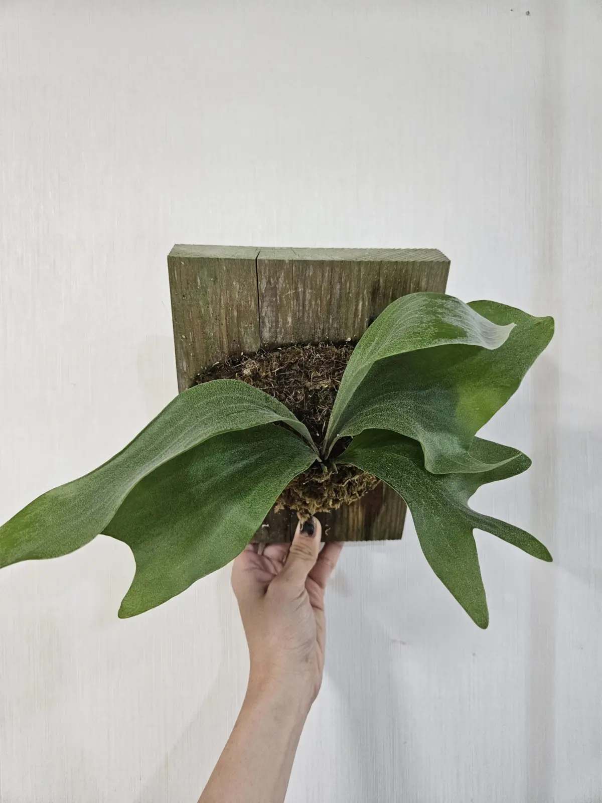 ビカクシダ　札落ち