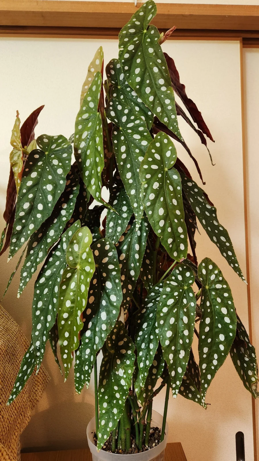 ベゴニア　マクラータ