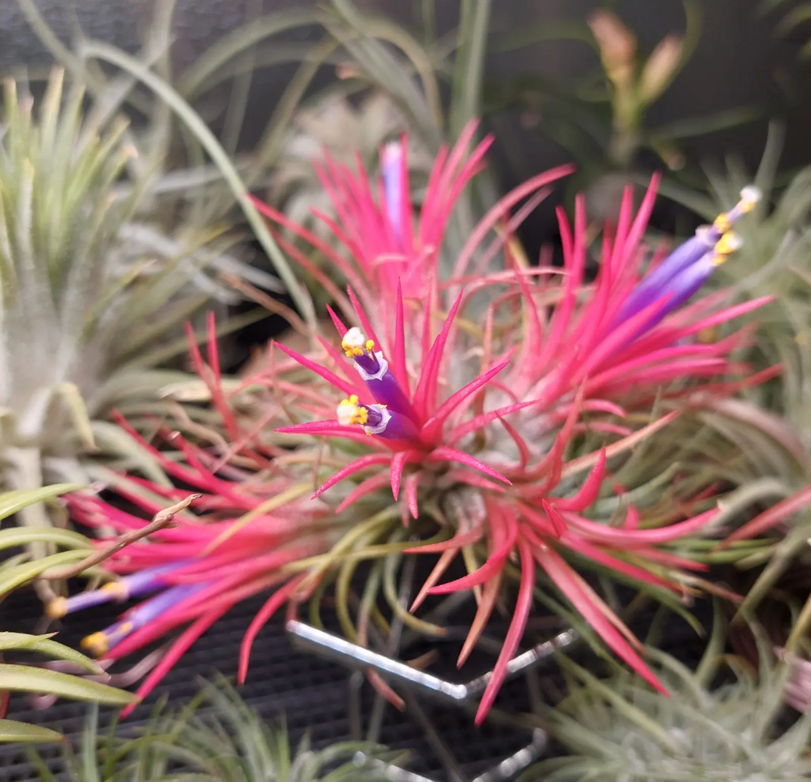 ティランジア　イオナンタ　フエゴ　クランプ