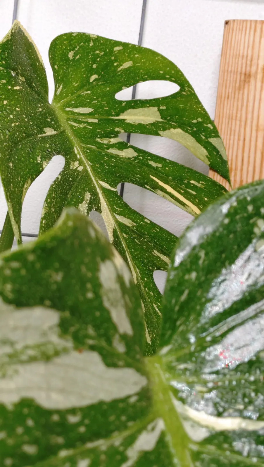 モンステラ　斑入り