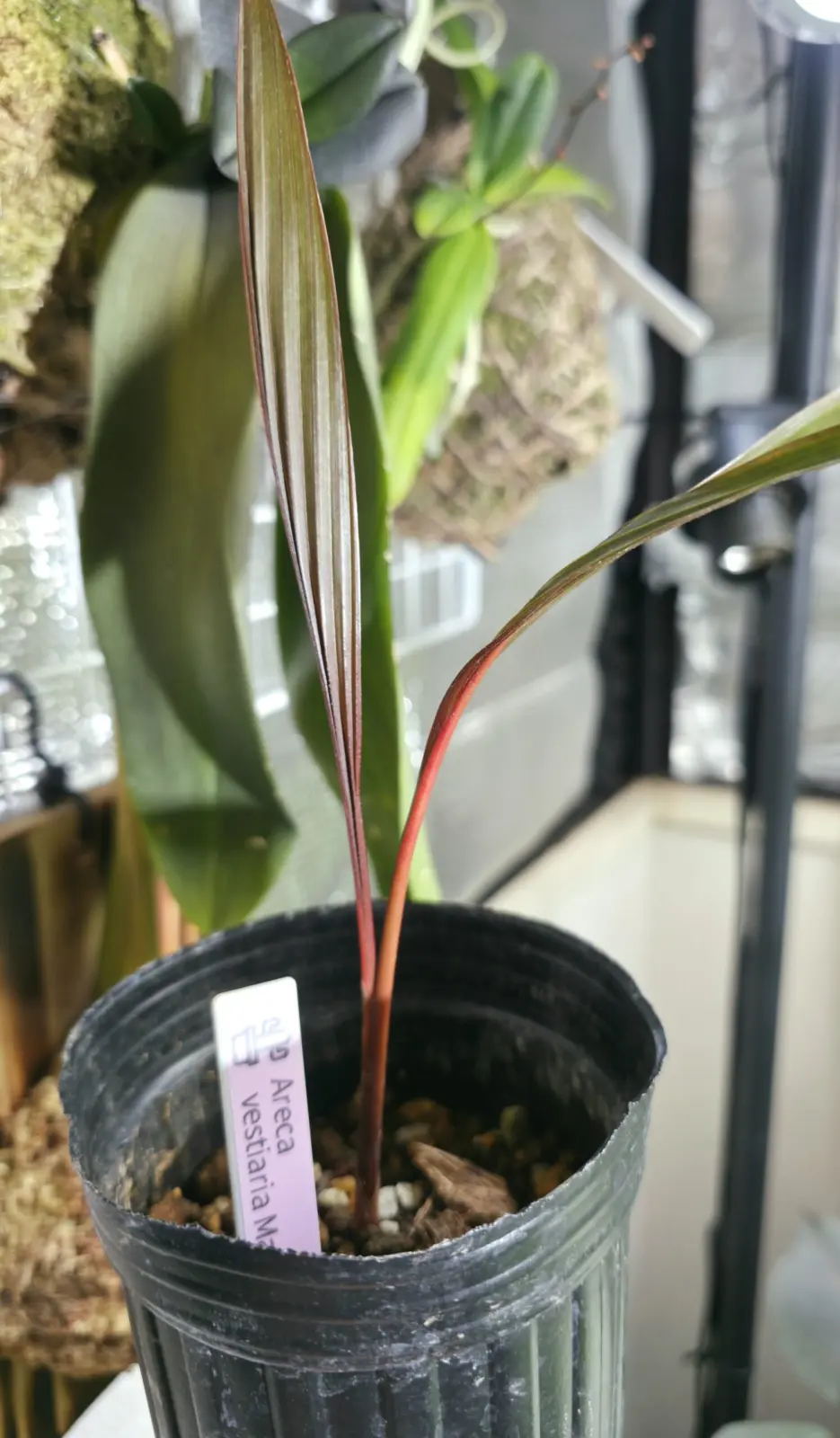 アレカ ベスティアリア　ビンロウ 檳榔　　　アレカヤシ