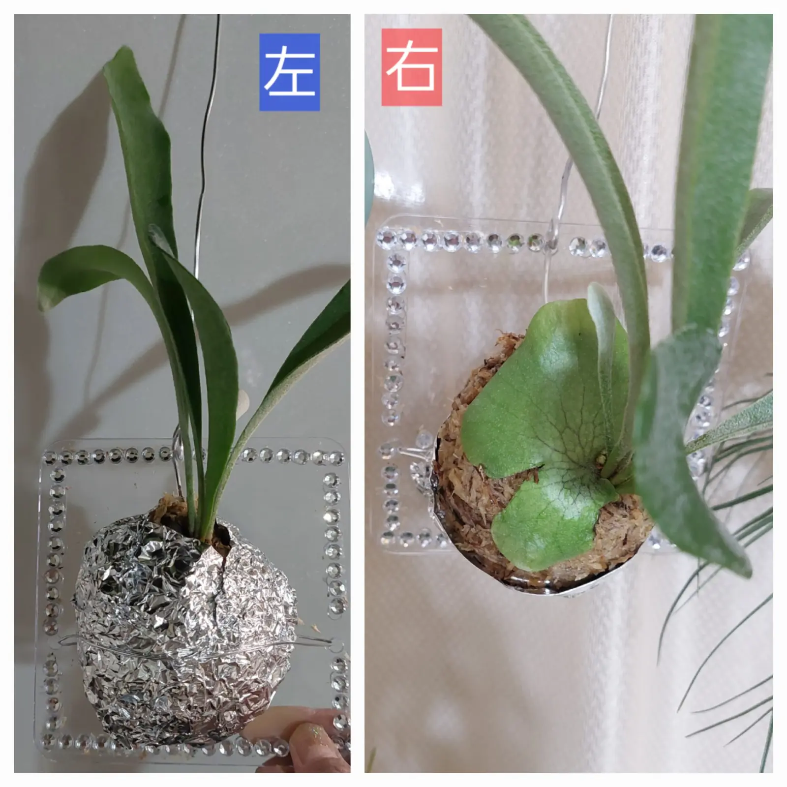 ビカクシダ　ネザーランド　