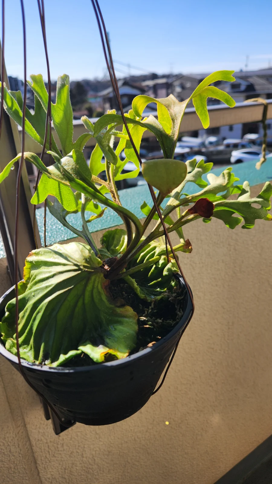 ビカクシダ　リドレイ細葉