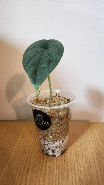 アロカシア　メロ　植え替え