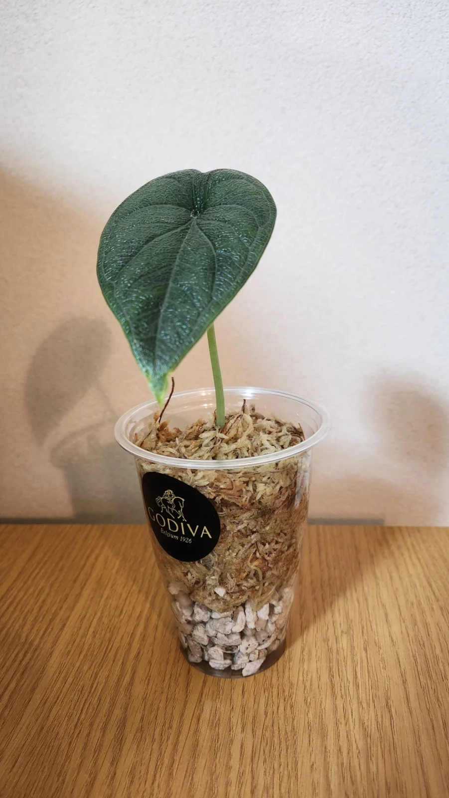 アロカシア　メロ　植え替え